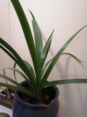 Albuca nelsonii