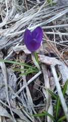 Crocus vernus
