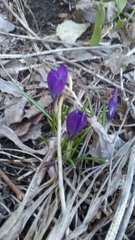Crocus vernus
