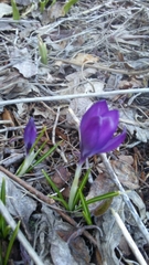Crocus vernus