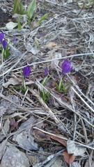 Crocus vernus