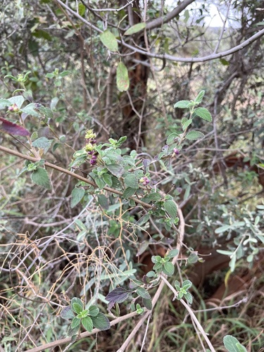 Lantana rugosa, photograph 2