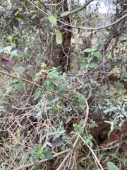 Lantana rugosa, photograph author not stated, no rights reserved