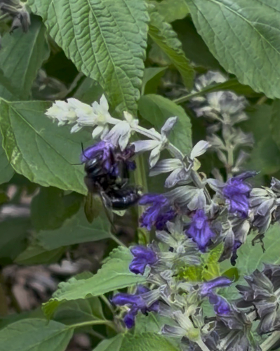 Southern Carpenter Bee
