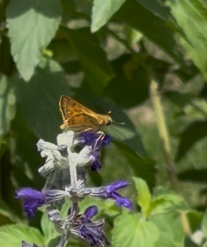 Fiery Skipper