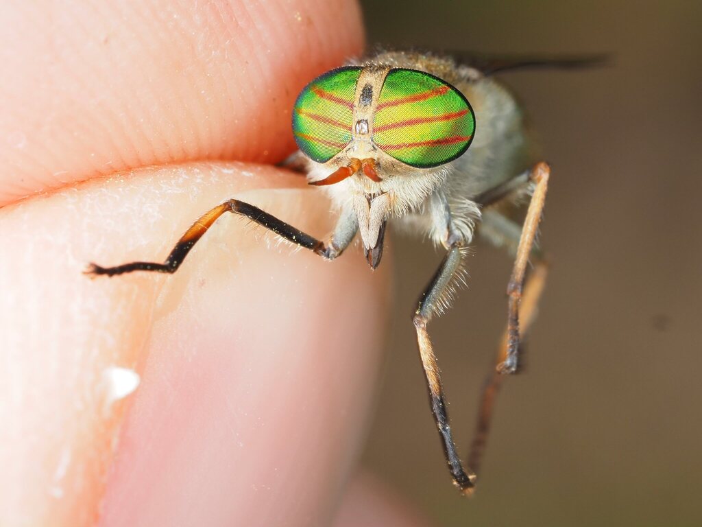 Tabanus promesogaeus