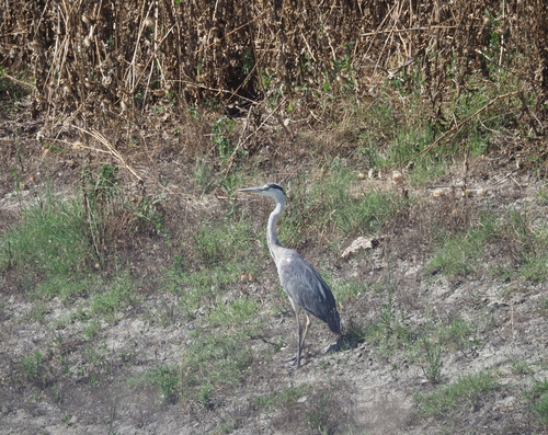 Grey Heron