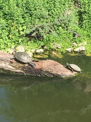 Trachemys scripta