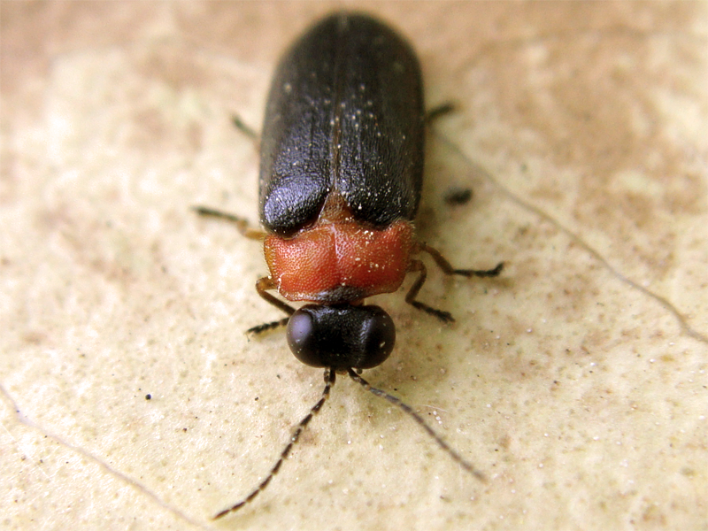 Common European Flashing Firefly