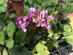 Bergenia crassifolia