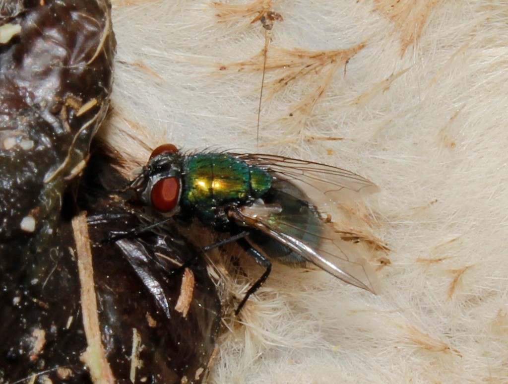 Common European Greenbottle Fly from Πύργοι Θέρμης 811 00, Ελλάδα on ...