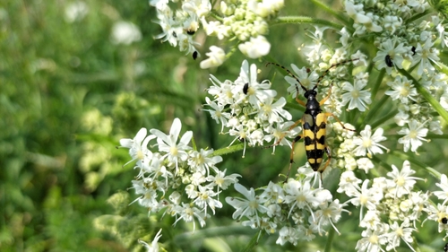 Spotted Longhorn Beetle