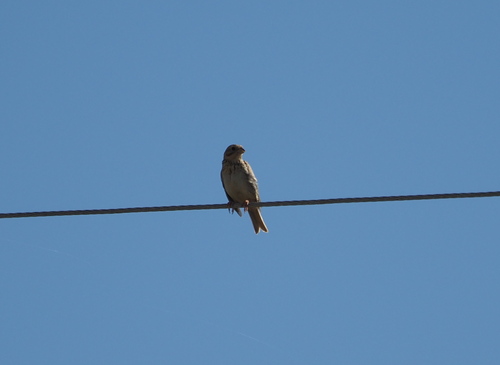 Corn Bunting