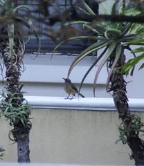 Turdus olivaceus