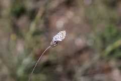 Pseudophilotes vicrama