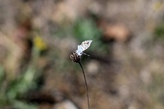 Pseudophilotes vicrama