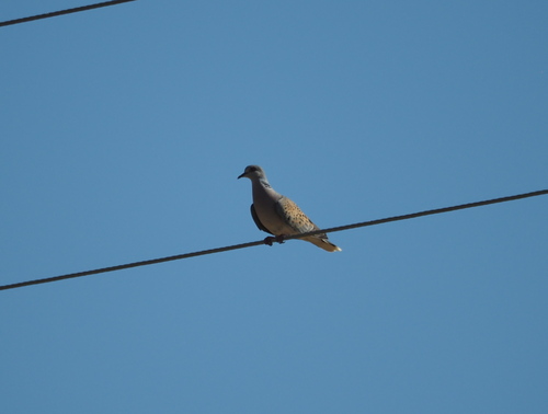 European Turtle-Dove