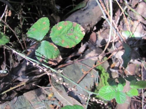 Anarrhinum longipedicellatum (Anarrhinum longipedicellatum)