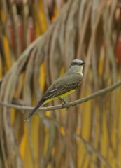 Tyrannus albogularis