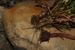 Orobanche pubescens