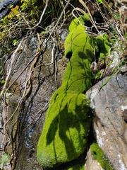 Amphidium mougeotii