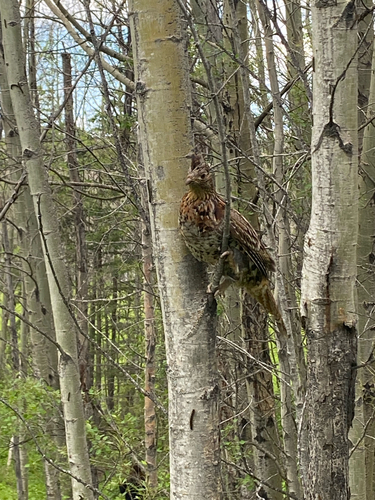 Ruffed Grouse