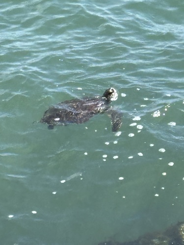 Green Sea Turtle photographed in South Carolina