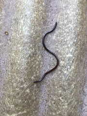 Indotyphlops braminus