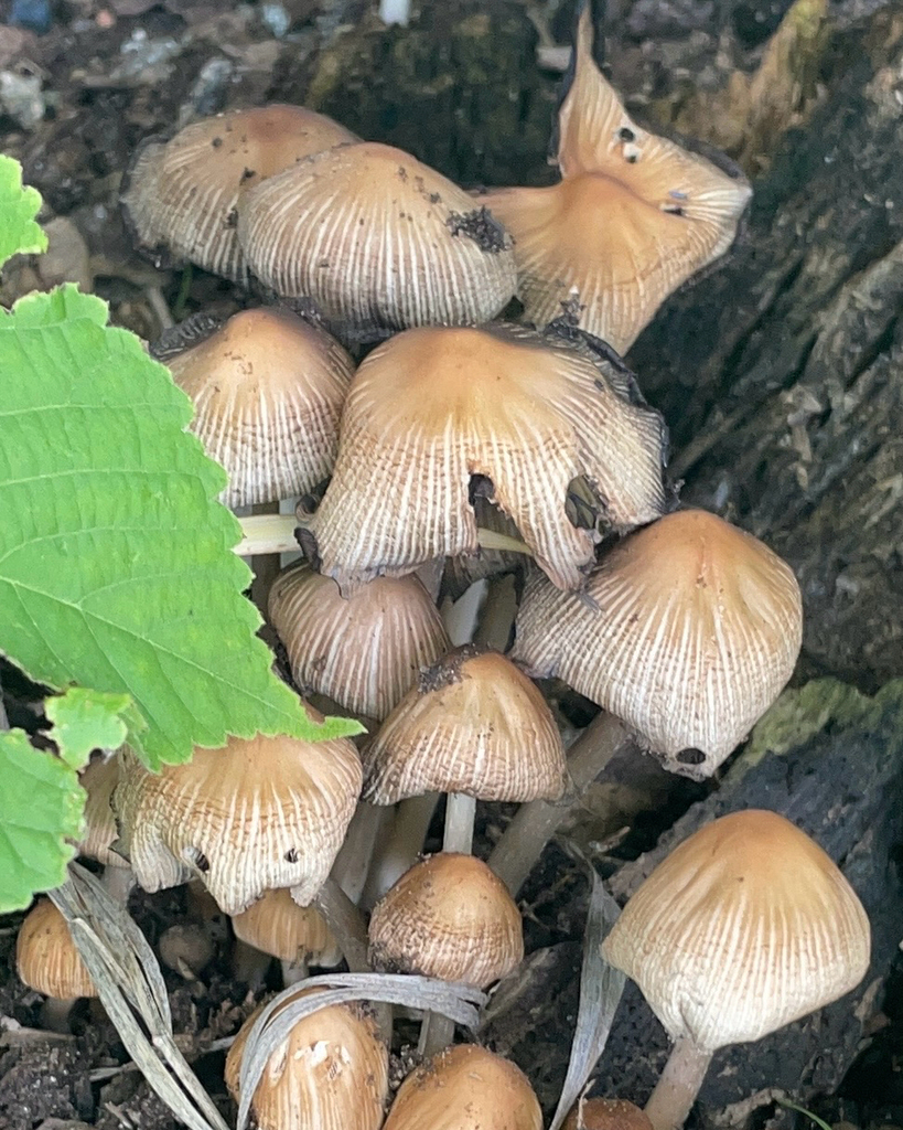 mica cap · June 2026 · photo: Photo: no rights reserved · iNaturalist