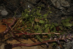 Orobanche pubescens