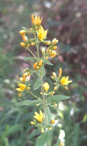 Hairy St John's-wort (Hypericum hirsutum)