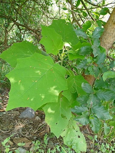 Solanum hirtum, photograph 3