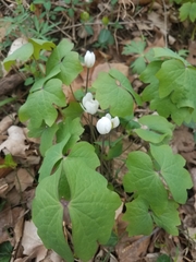 Jeffersonia diphylla