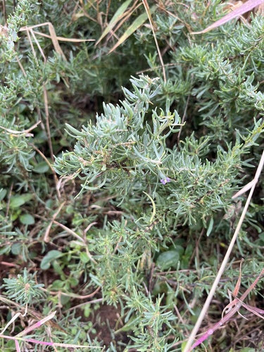 Lycium cinereum