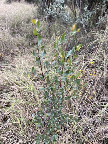 Euclea crispa, photograph 2