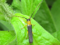 Oberea tripunctata