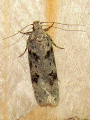 Chionodes mediofuscella