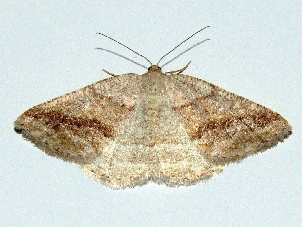 Tacparia