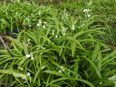 Allium paradoxum, photograph author not stated, no rights reserved