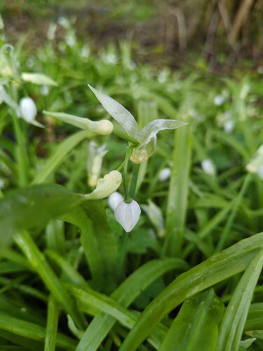 Allium paradoxum, photograph 3