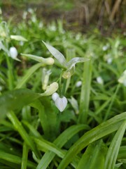 Allium paradoxum, photograph author not stated, no rights reserved