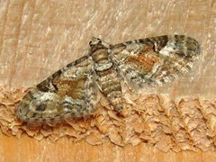 Eupithecia anticaria
