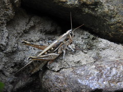 Schistocerca subspurcata