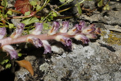 Orobanche pubescens