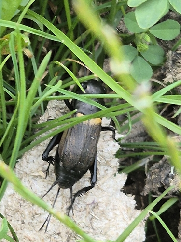 European Field Cricket