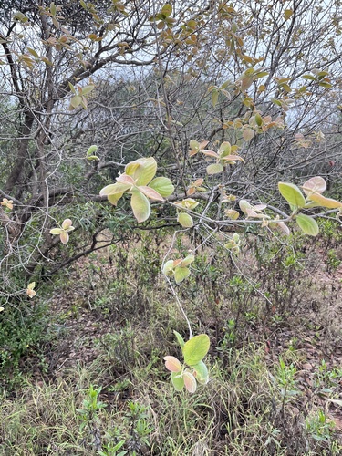 Combretum molle, photograph 1