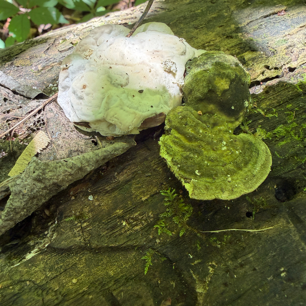 Lumpy Bracket · June 2026 · photo: Photo: (c) IDClaire, some rights reserved (CC BY) · iNaturalist