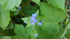Pentaglottis sempervirens