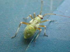 Calocoris alpestris