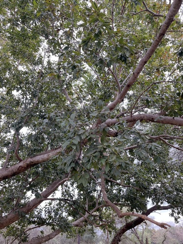 Combretum erythrophyllum, photograph 1